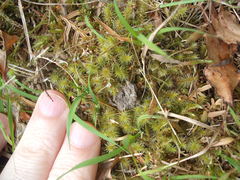 Breutelia pendula