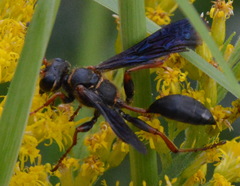 Isodontia exornata