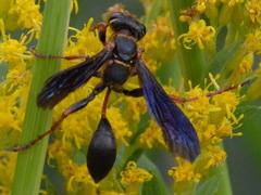 Isodontia exornata