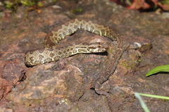 Ophryacus smaragdinus