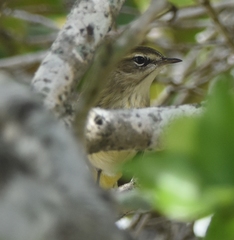 Setophaga palmarum palmarum