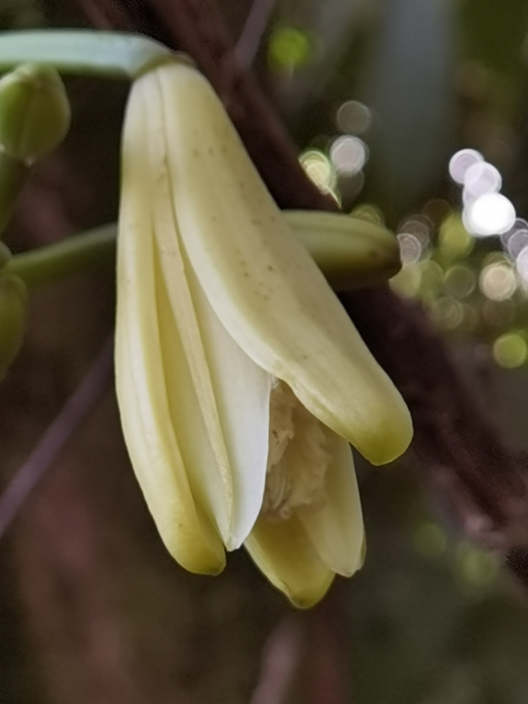 Vanilla dressleri