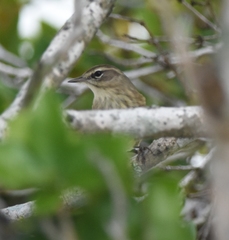 Setophaga palmarum palmarum