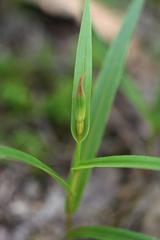 Pterostylis cardiostigma
