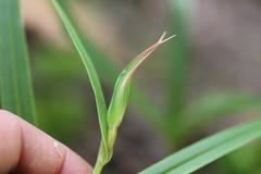 Pterostylis cardiostigma