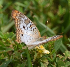 Anartia jatrophae