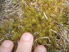 Breutelia pendula