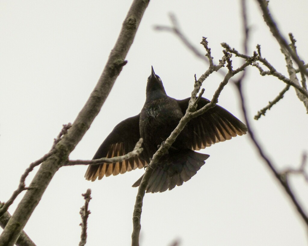 Rusty Blackbird From Towpath Trail, Clinton, Oh, Usa On April 29, 2023 