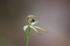 Caladenia atradenia