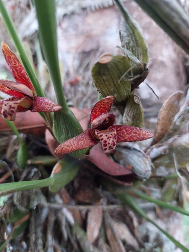 Coconut Orchid (Maxillaria tenuifolia)