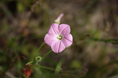 Convolvulus erubescens