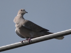Streptopelia decaocto