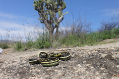 Thamnophis pulchrilatus