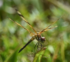 Celithemis eponina