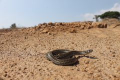 Thamnophis scaliger