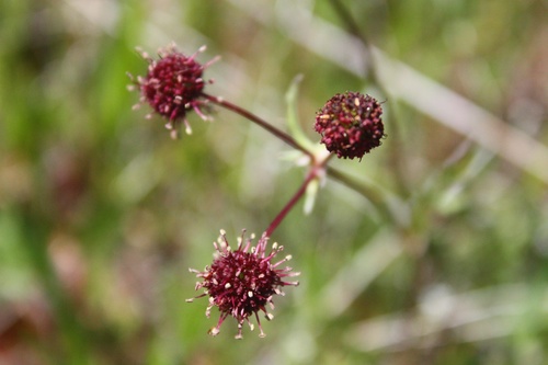 Purple sanicle (Wildflowers of Bouverie Preserve of ACR) · iNaturalist