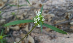 Mitracarpus floribundus