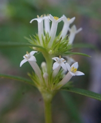 Mitracarpus floribundus