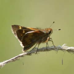 Lon melane vitellina