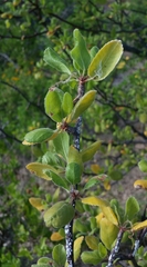 Bursera epinnata