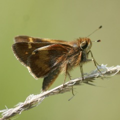 Lon melane vitellina