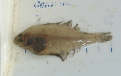 Citharichthys stigmaeus