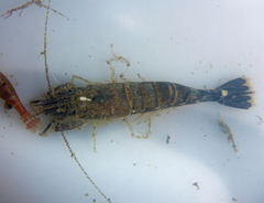 Crangon franciscorum