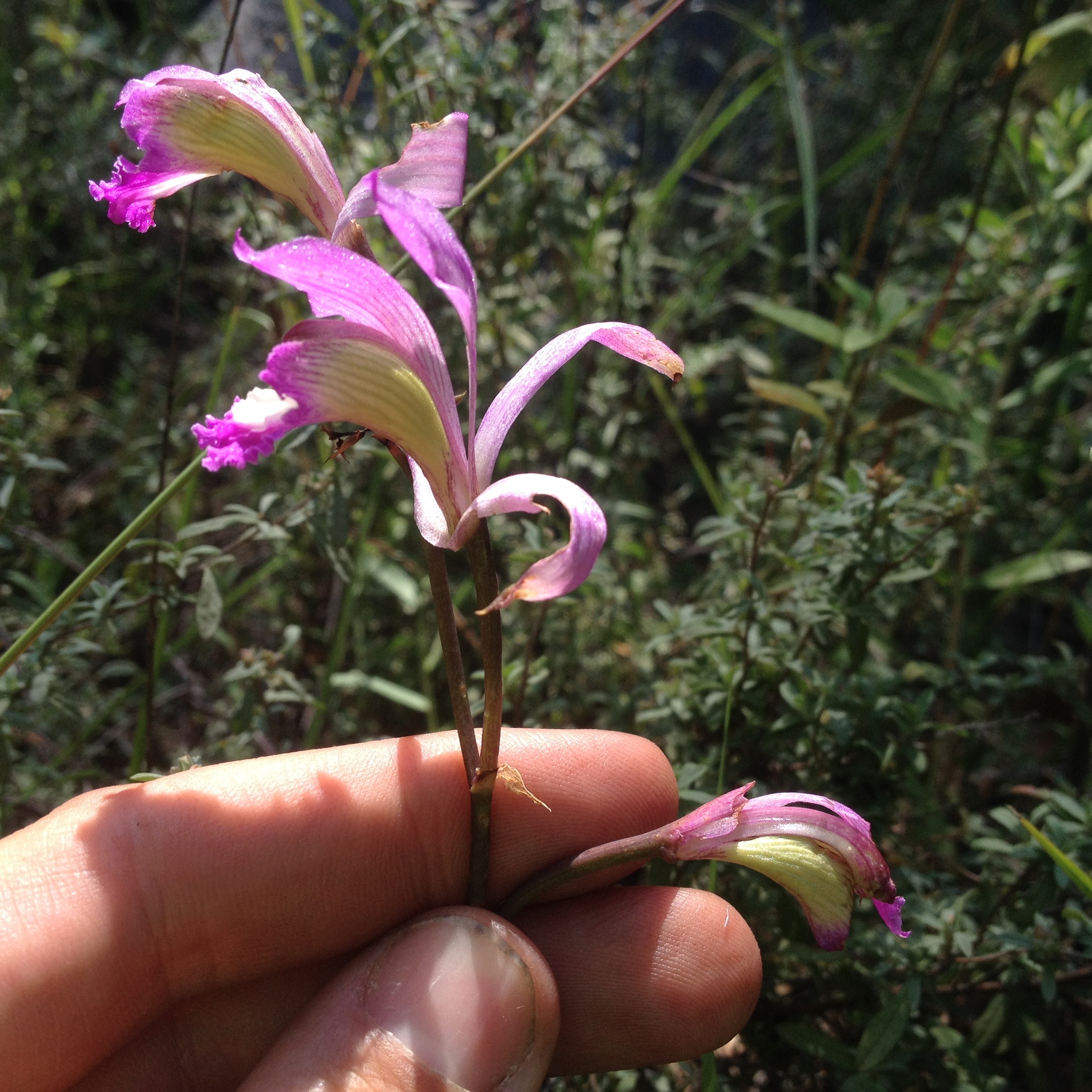 Fotos de Orquídea Morada Terrestre (Bletia jucunda) · NaturaLista Mexico