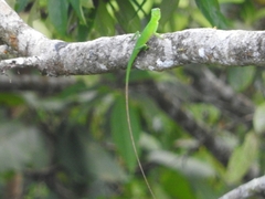 Bronchocela