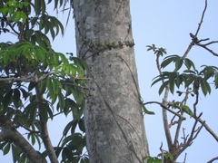 Bronchocela