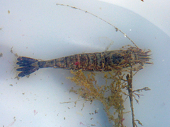 Crangon franciscorum