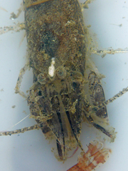 Crangon franciscorum