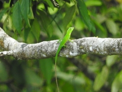 Bronchocela