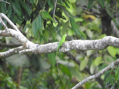Bronchocela