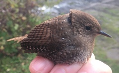 Winter Wren photo 6