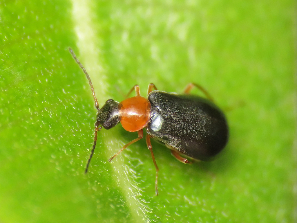 Hypebaeus flavicollis