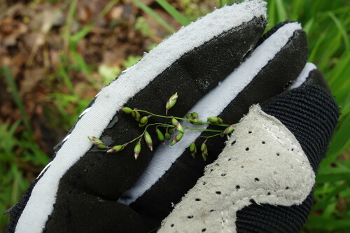 Painted Melic Grass (Melica picta)