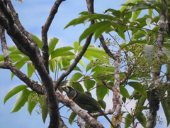 Psilopogon pyrolophus