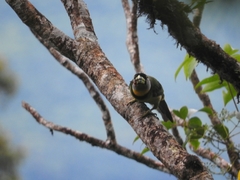 Psilopogon pyrolophus