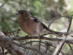 Fringilla coelebs balearica