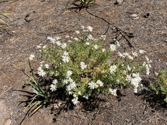 Argyranthemum adauctum subsp. canariense image