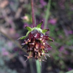 Cosmos scabiosoides