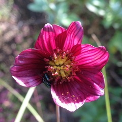 Cosmos scabiosoides