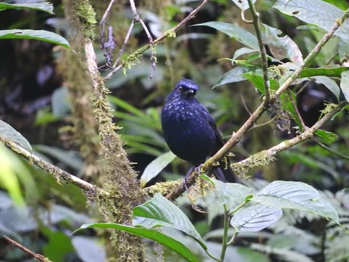 Shiny Whistling Thrush (Myophonus melanurus), photo 6