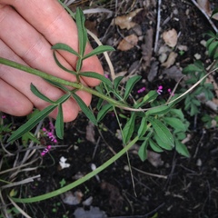 Cosmos scabiosoides