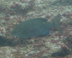 Kyphosus cinerascens