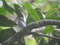 Ficedula westermanni