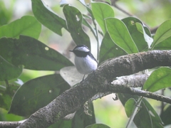 Ficedula westermanni