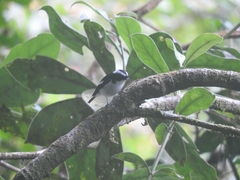 Ficedula westermanni