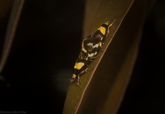 Epithymema helias